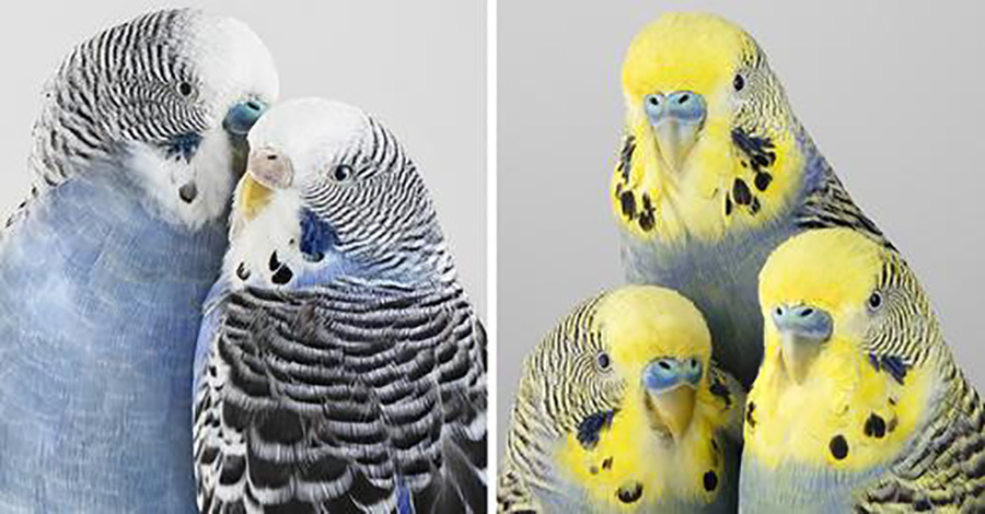 Budgies